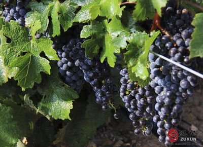 賀蘭山葡萄