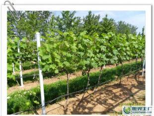 優質葡萄酒OEM加工-煙臺大型葡萄種植、釀造基地-浩源_食品、飲料_世界工廠網中國產品信息庫