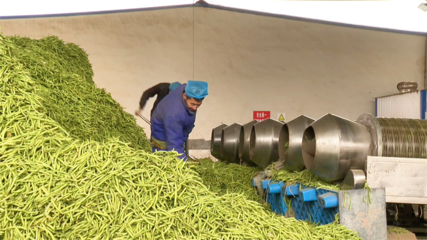 【&ldquo;三抓三促&rdquo;行動(dòng)進(jìn)行時(shí)】高臺(tái):農(nóng)產(chǎn)品深加工 賦能鄉(xiāng)村振興